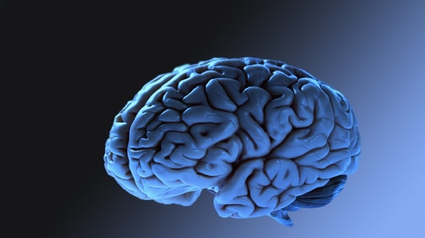 اكتشاف خلايا الذكريات في الدماغ