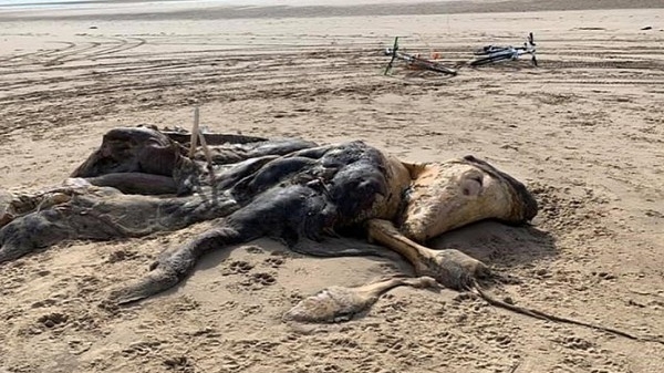 جثة لمخلوق غريب الى شاطئ مدينة ليفربول البريطانية