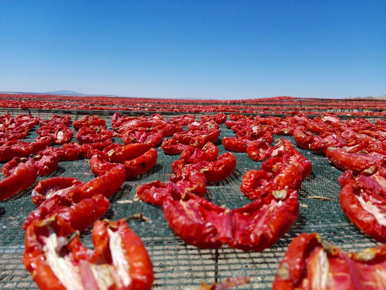 الطماطم التونسية المجفّفة : منتج للتثمين والدعم لتحسين ترويجه داخل تونس وخارجها