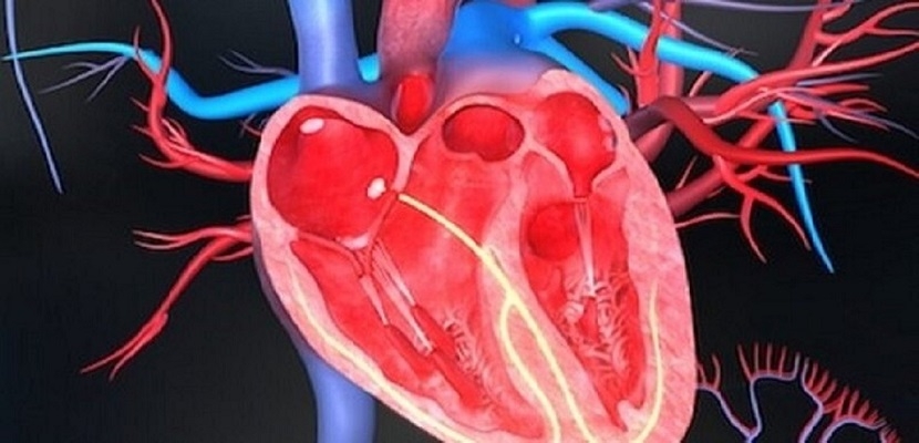استعادة خلايا عضلة القلب التالفة